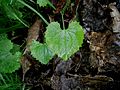Doronicum pardalianches basal leaf
