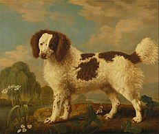 Brown and White Norfolk or Water Spaniel (1778), oil on panel, 80.6 x 97.2 cm., Yale Center for British Art
