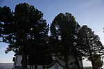 4 Zirben (Pinus cembra)