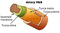Artery wall