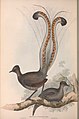 John Gould's early 1800s painting of museum specimens of a male superb lyrebird (with tail feathers incorrectly displayed) and a female superb lyrebird