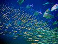 Image 56A school of large pelagic predator fish (bluefin trevally) sizing up a school of small pelagic prey fish (anchovies) (from Pelagic fish)