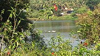 Pilikula Botanical Garden - Egrets swimming in the lake