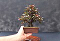 Prunus cerasifera bonsai (shohin size)