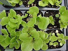 Small plugs of lettuce (Lactuca sativa (Manoa habit))