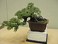 Chinese elm bonsai