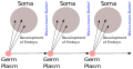 Image 30August Weismann's germ plasm theory. The hereditary material, the germ plasm, is confined to the gonads. Somatic cells (of the body) develop afresh in each generation from the germ plasm. (from History of genetics)
