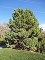 Image 6Globosa, a cultivar of Pinus sylvestris, a northern European species, in the North American Red Butte Garden (from Conifer)