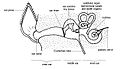 Image 10Schematic anatomy of the ear. In dogs, the ear canal has a "L" shape, with the vertical canal (first half) and the horizontal canal (deeper half, ending with the eardrum) (from Dog anatomy)