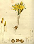 Illustration of yellow Crocus luteus from 1820