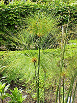 Cyperus papyrus was used as a writing material, for making boats, and even eaten.