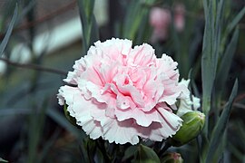 Carnation - Dianthus caryophyllus 'Malea'