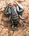Hadogenes soutpansbergensis, a scorpion endemic to the Soutpansberg