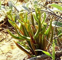 A plant with budding inflorescences