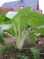 Bok choy plant in side view