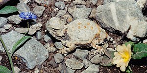 Round-tail horned lizard (P. modestum), Municipality of Tula, Tamaulipas, Mexico (15 August 2004)