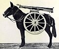 Mule with tail of carriage and wheels.