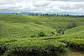 Image 43Tea fields in Tukuyu (from Tanzania)