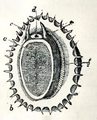 Drawing of the soft body and underside of the shell of Patella vulgata; a) foot b) fringed mantle c) tentacles d) mouth e) eyes f) gills