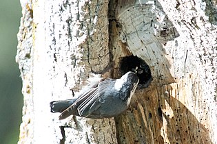 An adult at nest entrance, feeding its nestlings