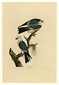 Mississippiweih aus The Birds of America. Der untere Vogel entspricht spiegelverkehrt der Version von Wilson.