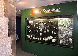 Exhibits showing the fossil shells of Florida