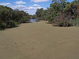 Azolla duckweed fern covering the Canning River, Western Australia