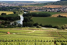 A leafy hillside in Champagne, overlooking a river in the distance.