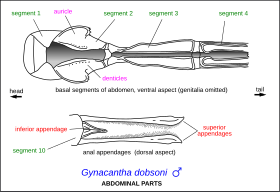 Diagram of abdominal parts