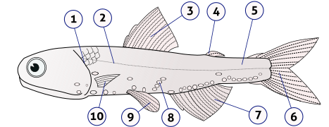 Anatomy of a typical fish (lanternfish shown): 1) gill cover 2) lateral line 3) dorsal fin 4) fat fin 5) caudal peduncle 6) caudal fin 7) anal fin 8) photophores 9) pelvic fins 10) pectoral fins