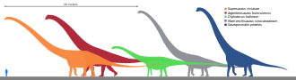 Size comparison of silhouettes of a human and six genera of giant sauropod dinosaurs, including Argentinosaurus