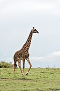 Maasai giraffe in the plain of Maasai Mara