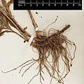 Root system of Symphyotrichum lateriflorum plant with two rhizomes, one of length about 6 centimeters, one about 3 centimeters, and a third may have been forming. There are four stems and many secondary roots with a max length of about 10 centimeters.