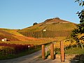 Vineyards on Scheuerberg mountain