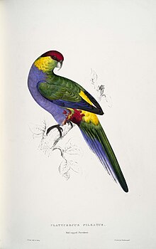 a perched multi-coloured parrot