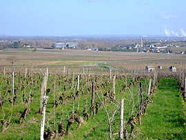 A general view of Souzay and its vineyards