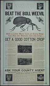 "Beat the boll weevil..." (U.S. Food Administration, Educational div., Advertising section, 1918–1919)