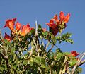 Afrikanischer Tulpenbaum (Spathodea campanulata)
