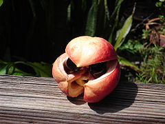 Fruit as it splits upon ripening "smile"