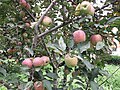 An apple tree at Dobi in Kullu valley.