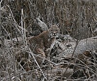 Bobcat in wintertime, at Almaden-Quicksilver Park