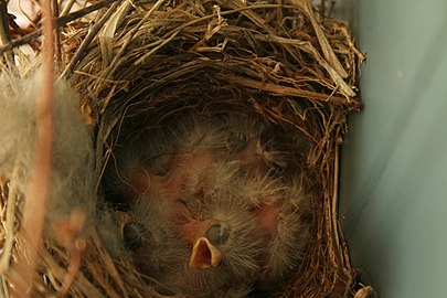 Same nest with young nestlings