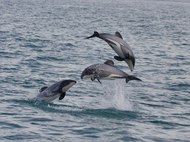 Hector's Dolphins off Cloudy Bay, New Zealand