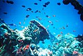 Image 16Coral reefs form complex marine ecosystems with tremendous biodiversity. (from Marine ecosystem)