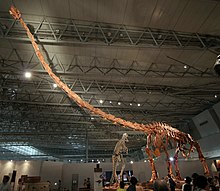 Reconstructed skeleton of the giant sauropod Mamenchisaurus