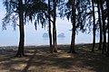Trees at Rajamangala Beach, Trang coastline