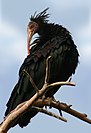 Northern bald ibis, Morocco's only endemic bird