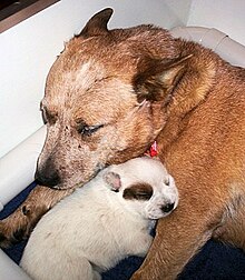 Ein schlafender hellbrauner Hund, zwischen seinen Vorderläufen ein weißer Hundewelpe