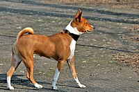 Side profile of a red and white Basenji