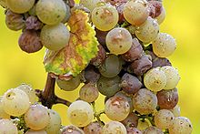 Manifesting as noble rot on Riesling grapes